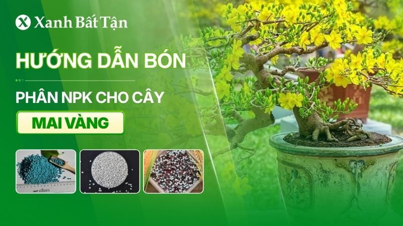 Cách bón NPK cho cây Mai đúng kỹ thuật mà bạn nên biết
