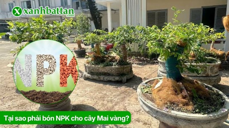 Tại sao phải bón NPK cho cây Mai vàng?