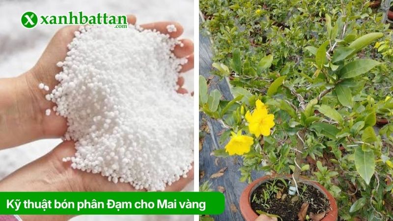 Kỹ thuật bón phân Đạm cho Mai vàng