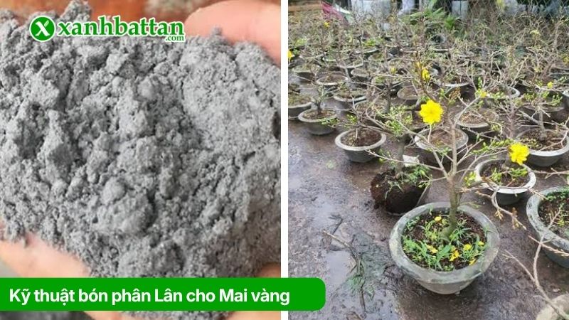 Kỹ thuật bón phân Lân cho Mai vàng