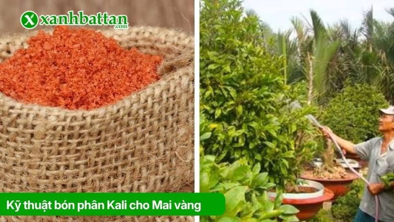 Kỹ thuật bón phân Kali cho Mai vàng