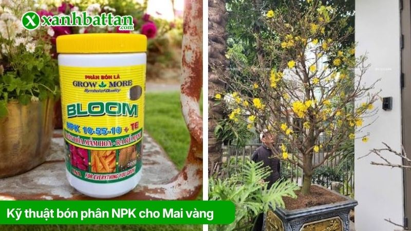 Bón phân NPK tổng hợp cho Mai vàng