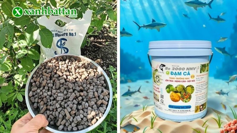 Đạm cá hữu cơ là gì? Phân loại phân đạm cá phổ biến