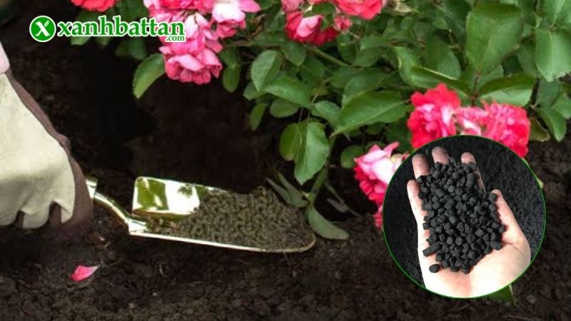 Tác dụng của đạm cá đối với hoa Hồng