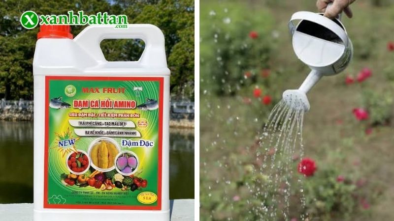 Cách 1: Bón đạm cá dạng lỏng cho hoa Hồng