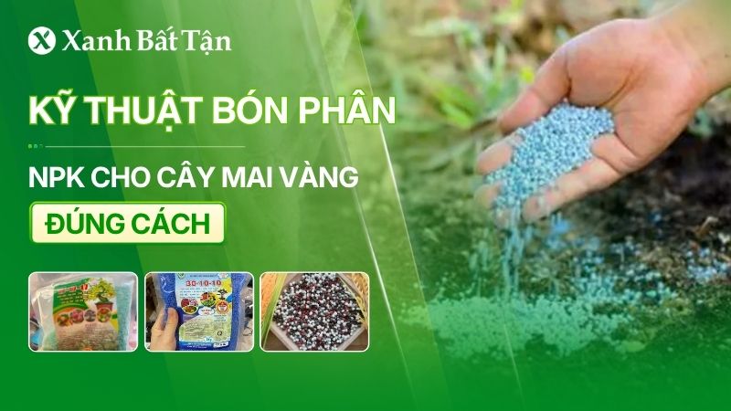 Cách bón phân NPK cho cây Mai đúng kỹ thuật