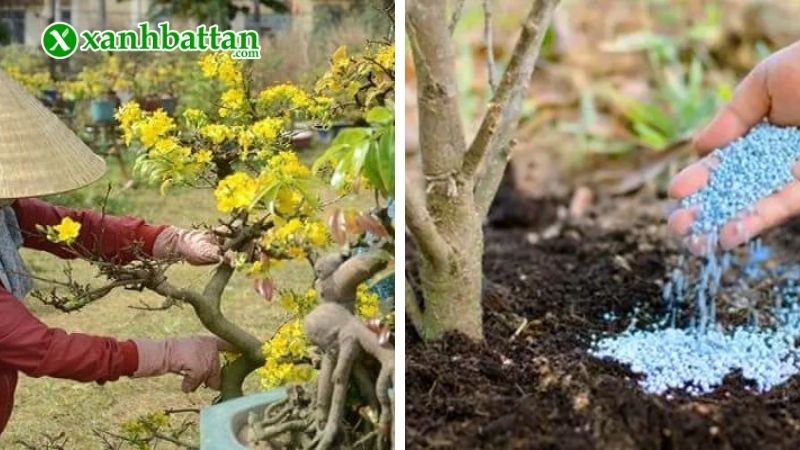 Tại sao phải bón phân NPK cho cây Mai vàng?