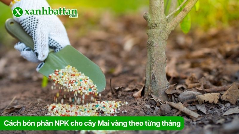 Cách bón phân NPK cho cây Mai vàng theo từng tháng