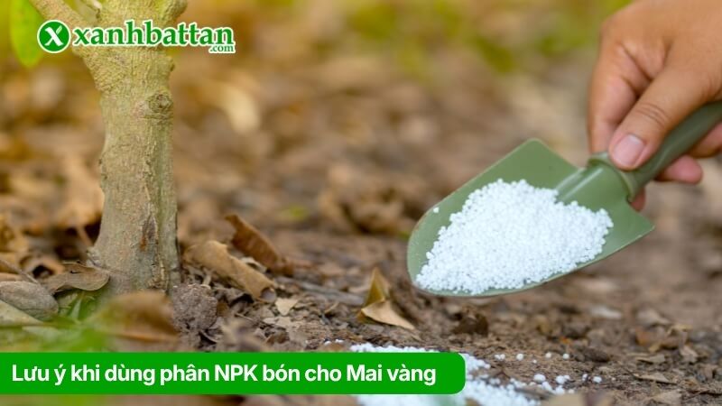 Lưu ý khi dùng phân NPK bón cho Mai vàng