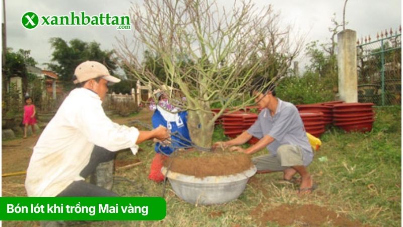 Bón lót khi trồng Mai vàng