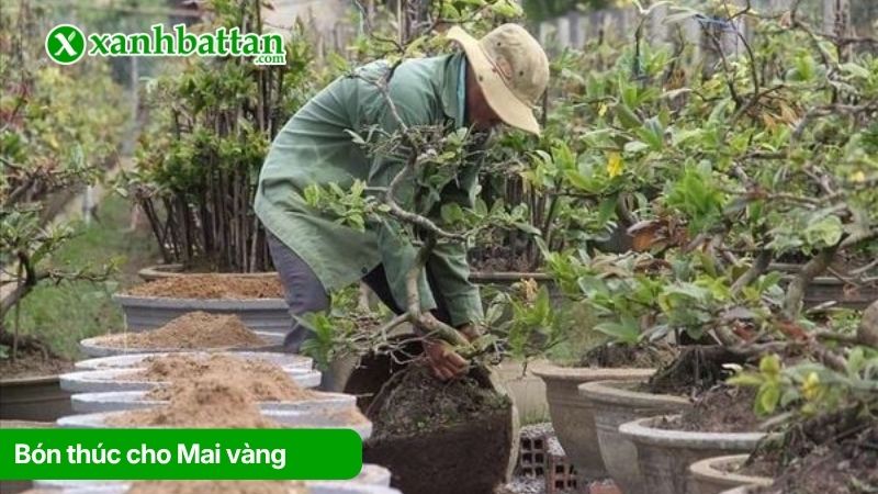 Bón thúc cho cây Mai vàng