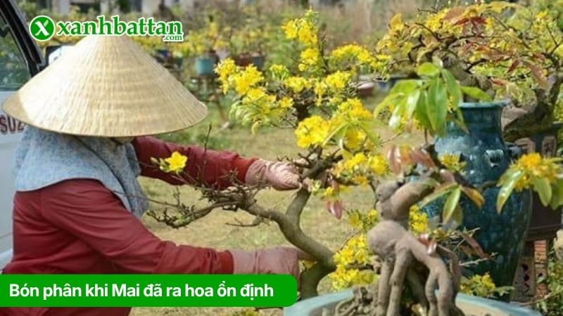 Bón phân khi Mai đã ra hoa ổn định