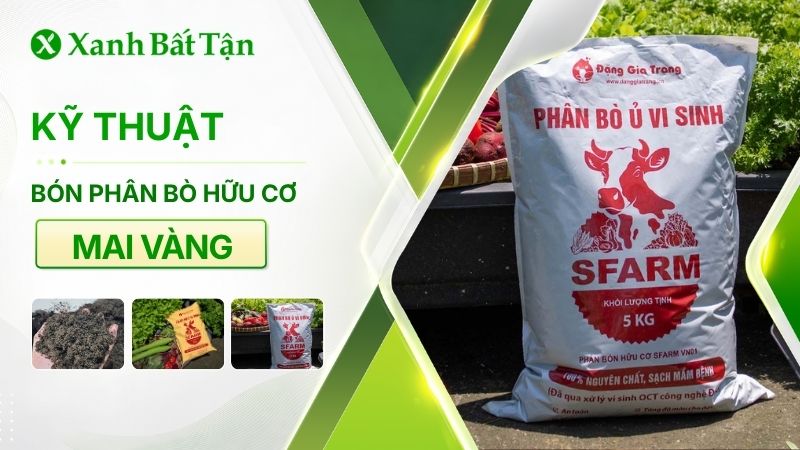 Cách bón phân bò cho cây Mai vàng chơi Tết