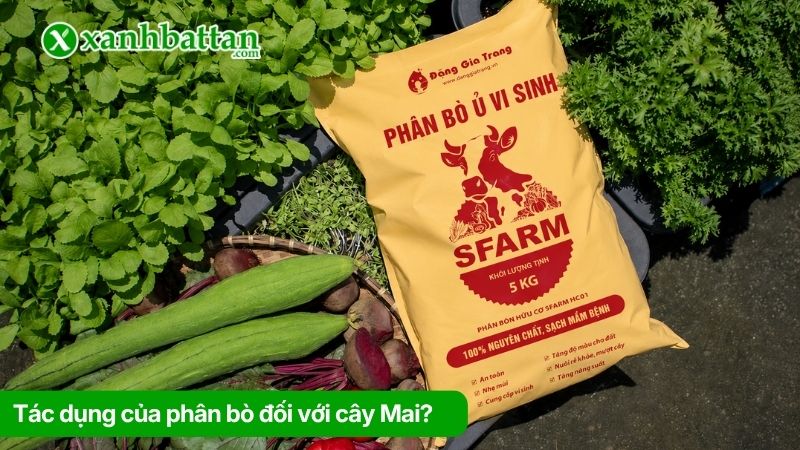 Tác dụng của phân bò đối với cây Mai?