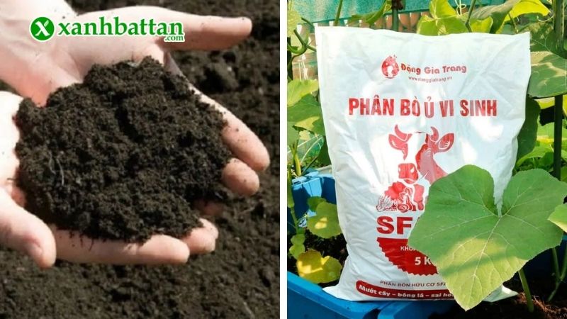 Các loại phân bò thường dùng cho Mai vàng