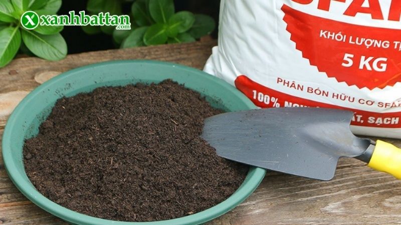 Kỹ thuật bón phân bò cho Mai vàng: liều lượng, vị trí và cách bón