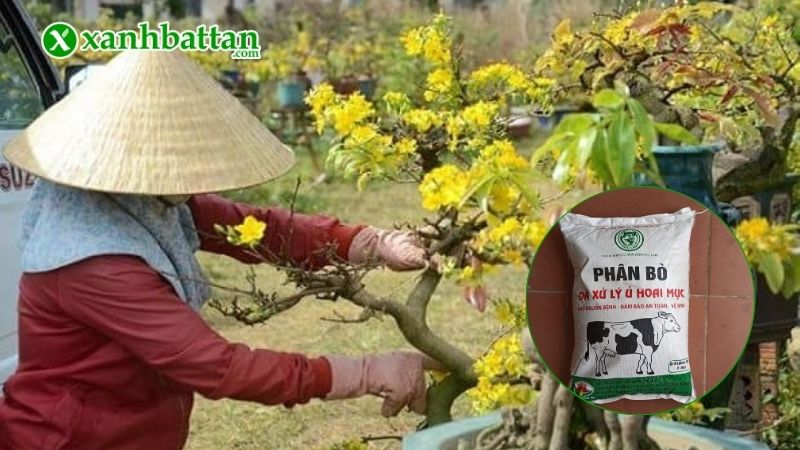Lịch bón phân bò cho Mai vàng trong năm