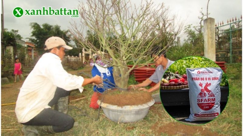 Lưu ý khi bón phân bò cho Mai vàng