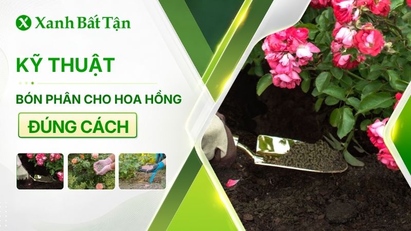 Cách bón phân cho hoa Hồng như thế nào là đúng và đủ?
