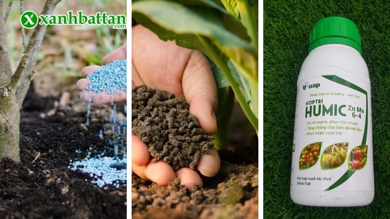 Các nhóm phân bón phổ biến dành cho hoa Hồng?