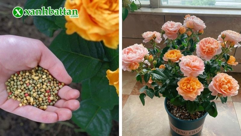 Cách bón phân cho hoa Hồng đúng và đủ