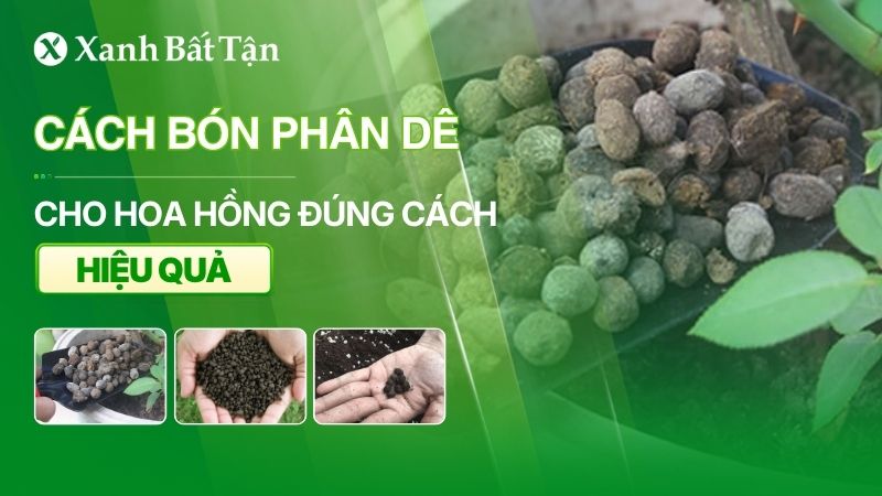Cách bón phân dê cho hoa Hồng đúng cách không phải ai cũng biết