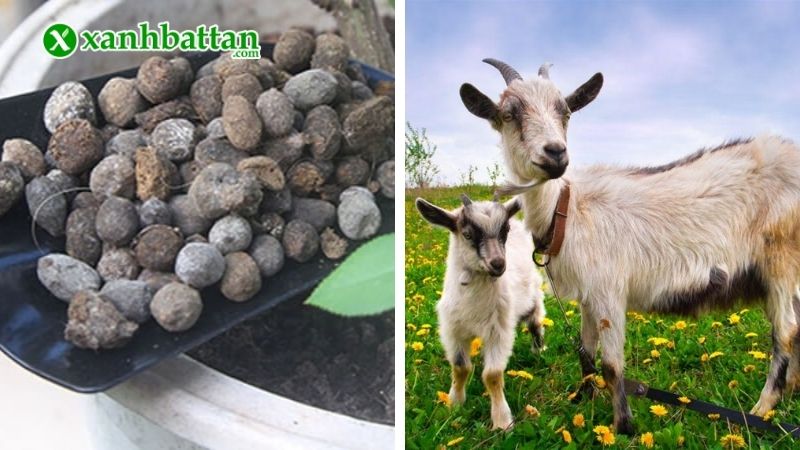 Thành phần của phân dê hữu cơ