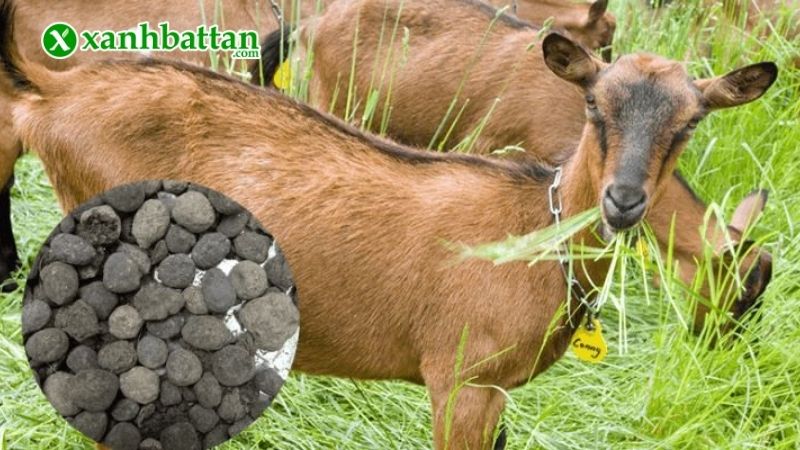 Công dụng của phân dê hữu cơ