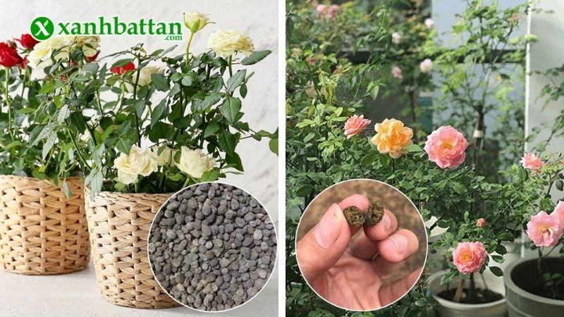 Cách bón phân dê cho hoa Hồng đúng cách
