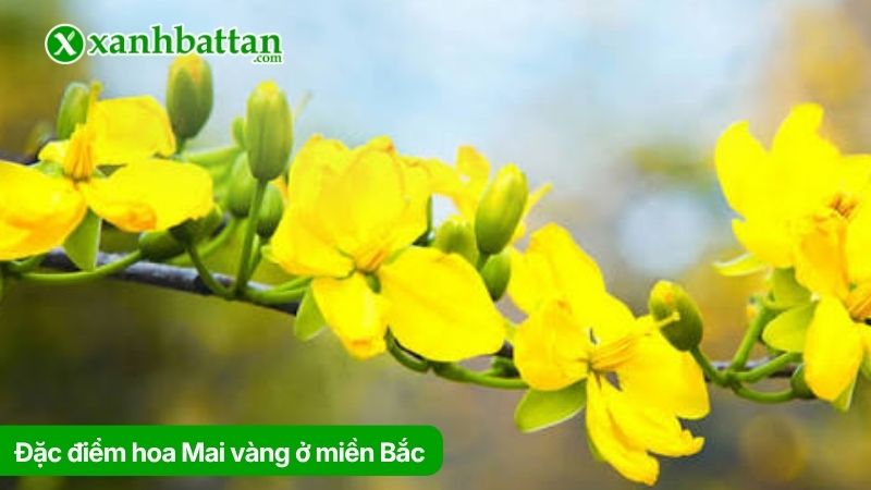 Tìm hiểu đặc điểm hoa Mai vàng ở miền Bắc