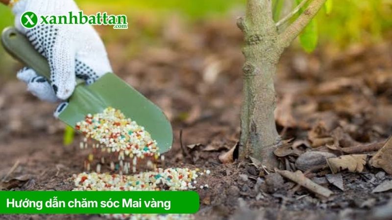 Hướng dẫn cách chăm sóc Mai vàng nở đúng Tết ở miền Bắc