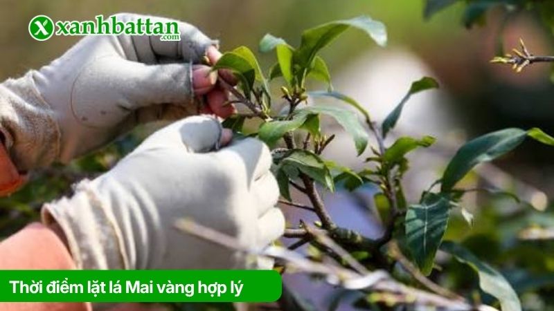 Thời điểm lặt lá Mai vàng ở miền Bắc