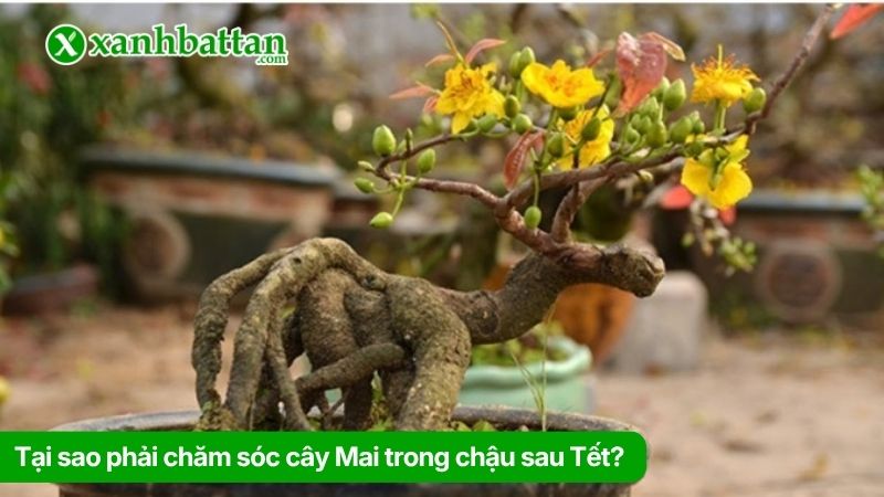 Tại sao phải biết cách chăm sóc cây Mai trong chậu sau Tết?