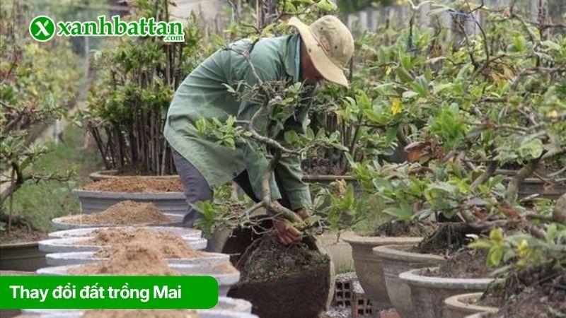 Thay đổi đất trồng Mai