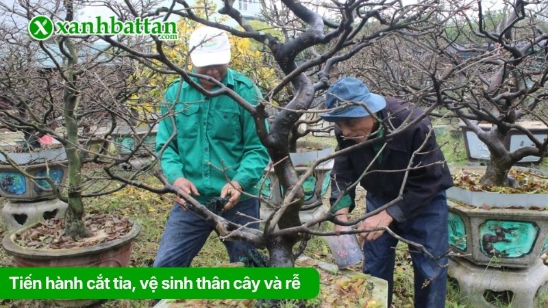 Tiến hành cắt tỉa, vệ sinh thân cây và rễ