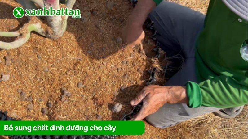 Bổ sung chất dinh dưỡng cho cây
