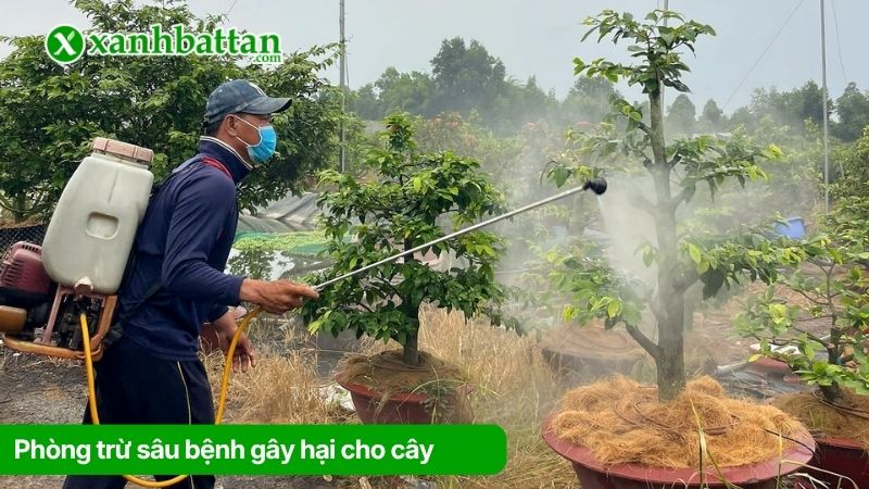 Phòng trừ sâu bệnh gây hại cho cây