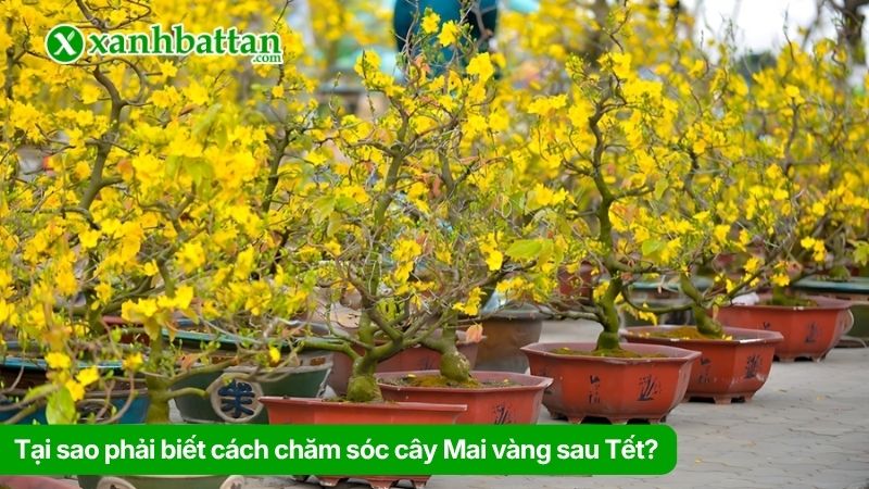 Tại sao phải biết cách chăm sóc cây Mai vàng sau Tết?