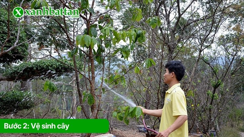 Bước 2: Vệ sinh cây Mai vàng