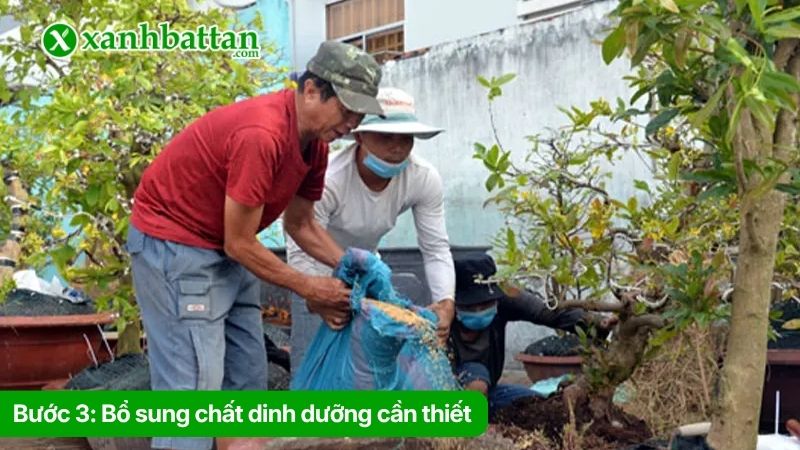 Bước 3: Bổ sung chất dinh dưỡng cần thiết