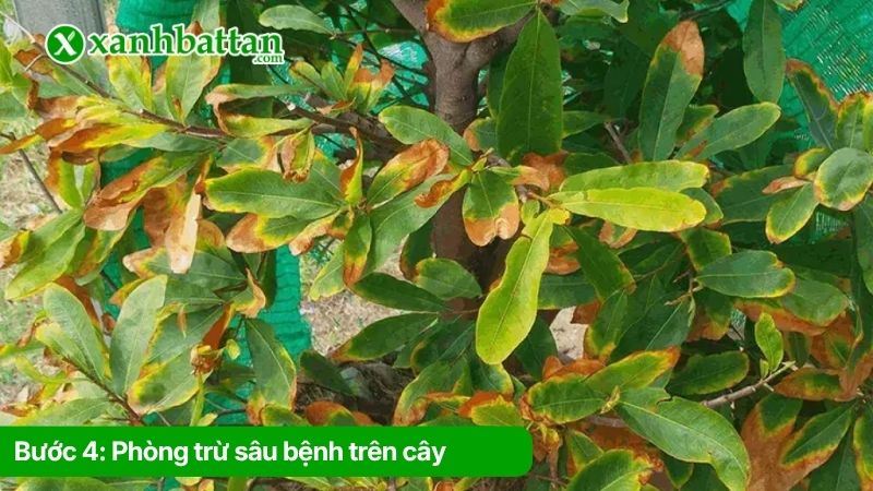 Bước 4: Phòng trừ sâu bệnh trên cây