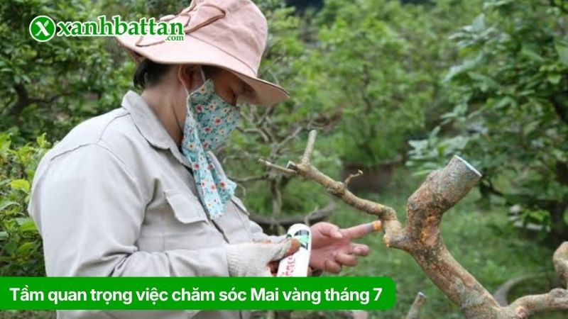 Tại sao việc chăm sóc Mai vàng tháng 7 lại quan trọng?