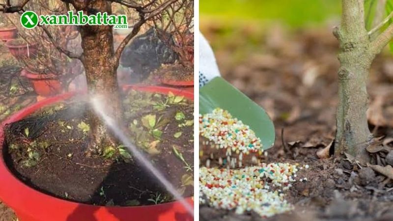 Hướng dẫn kỹ thuật chăm sóc Mai vàng tháng 7