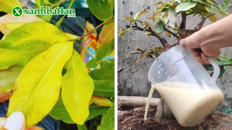 Kiểm tra, phòng trừ sâu bệnh trong mùa mưa