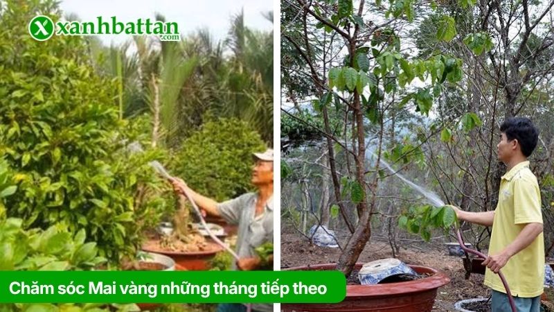 Hướng dẫn cách chăm sóc Mai vàng những tháng tiếp theo