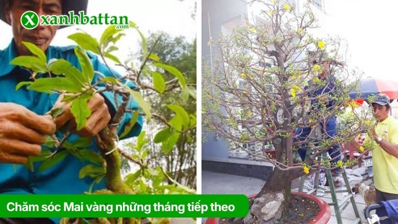 Hướng dẫn cách chăm sóc Mai vàng những tháng tiếp theo
