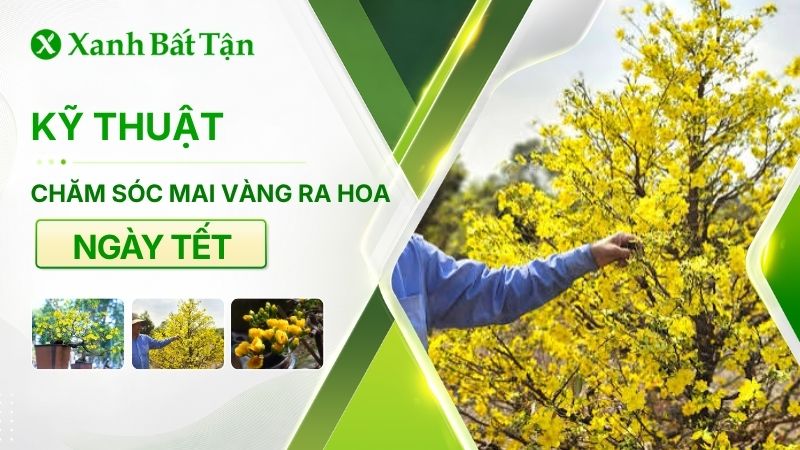 Cách chăm sóc Mai vàng ra hoa đúng Tết ở 2 miền