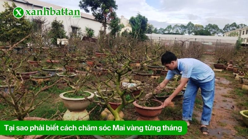 Tại sao phải biết cách chăm sóc Mai vàng từng tháng
