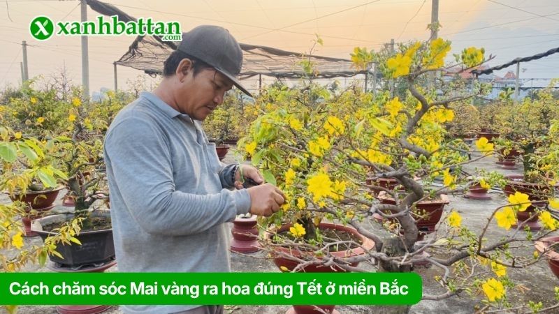 Cách chăm sóc Mai vàng ra hoa đúng Tết ở miền Bắc