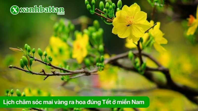 Lịch chăm sóc mai vàng ra hoa đúng Tết ở miền Nam